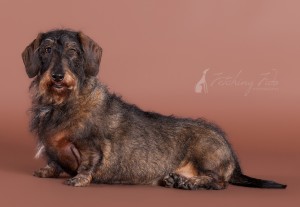 full body pose of black and tan wire haired dachshund on brown seamless paper