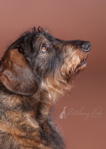 black and tan wire haired dachshund looking up on brown seamless paper