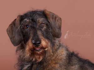 closeup of face of black and tan wire haired dachshund on brown seamless paper