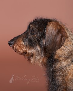 profile of black and tan wire haired dachshund on brown seamless paper