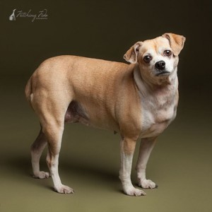 beagle chihuahua mix standing on olive colored background