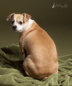 beagle chihuahua mix looking over her shoulder on olive colored background
