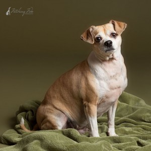 beagle chihuahua mix sitting on olive colored background