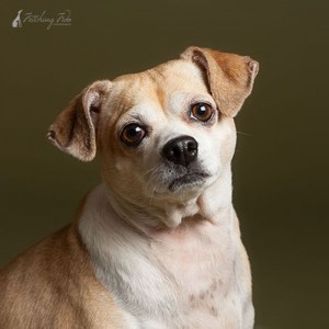 close up of beagle chihuahua mix on olive colored background