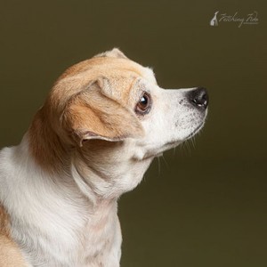 profile of beagle chihuahua mix on olive colored background