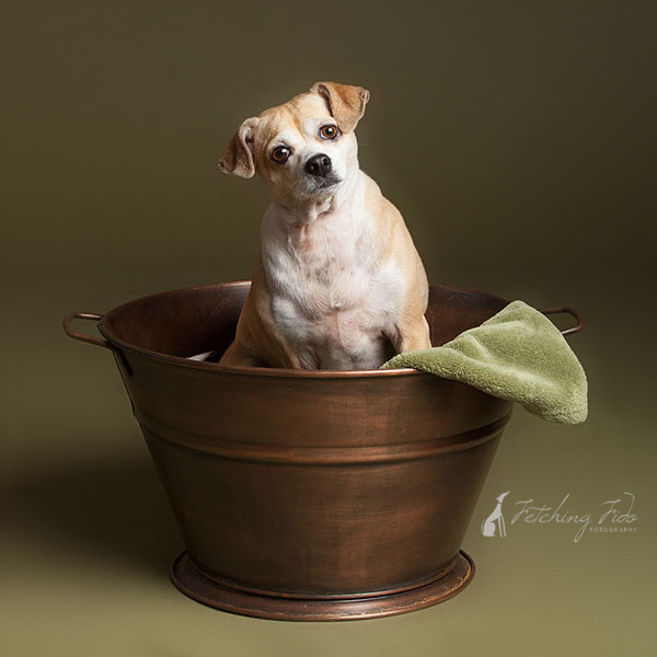 beagle chihuahua mix in copper pot on olive colored background