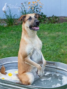 german shepherd sitting in bath