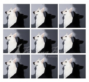 black and white german shepherd modern art composite