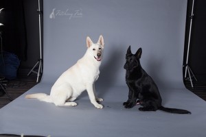 black and white german shepherds on gray background