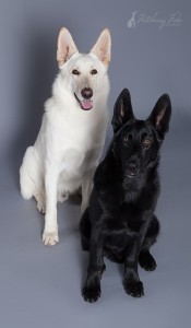black and white german shepherds on gray background