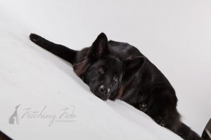 black German shepherd lying down on white background out of camera