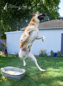 german shepherd jumping