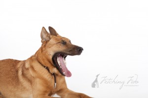 black and tan German shepherd yawning on white background