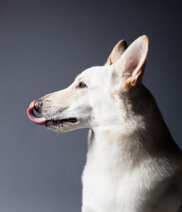 white German shepherd licking nose side view