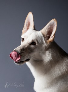 white German shepherd licking nose