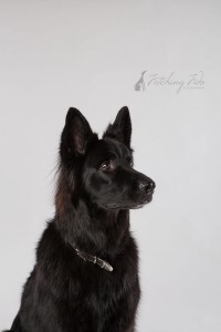 black German shepherd profile on white background