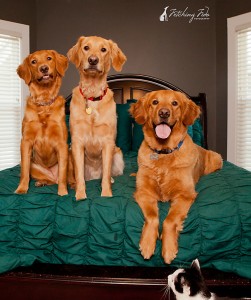 golden retrievers on bed