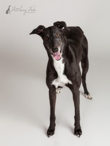 black and white greyhound looking happy