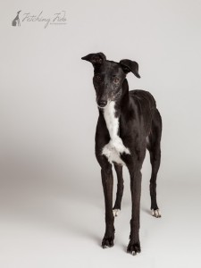 black and white greyhound standing straight on