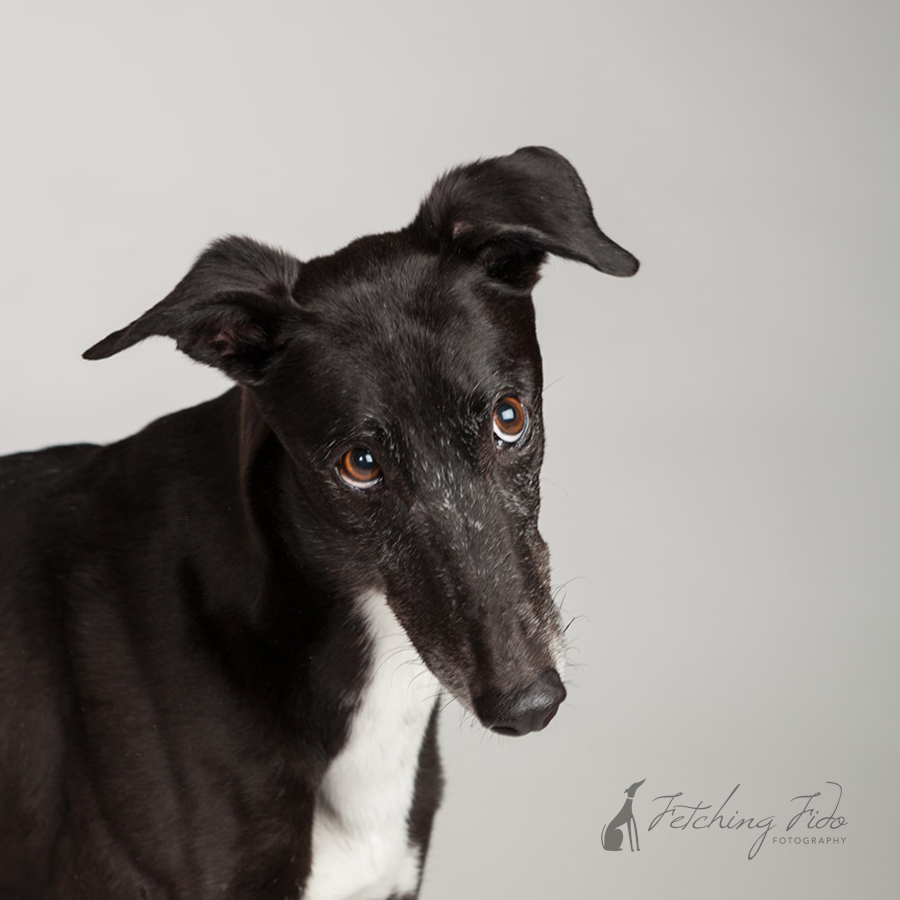 black and white greyhound looking apologetic