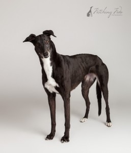 black and white greyhound standing