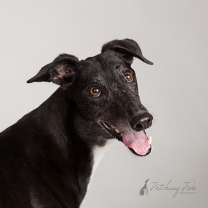 black and white greyhound tongue out
