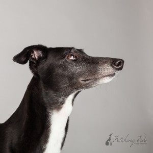 black and white greyhound profile