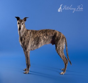 brindle greyhound on blue background