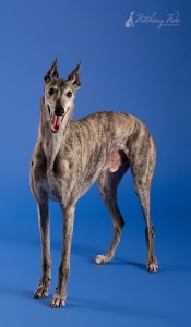 brindle greyhound standing on blue background