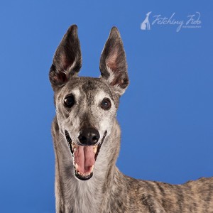 brindle greyhound smiling on blue background