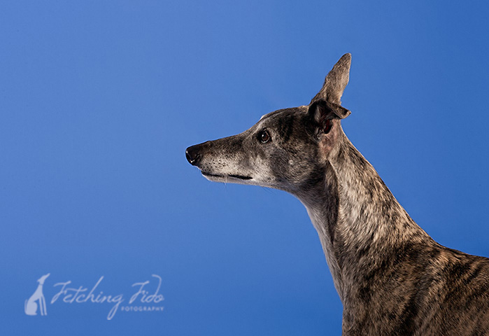 brindle greyhound profile on blue background