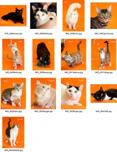griffin-pond-animal-shelter-cats-on-orange