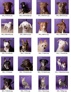 griffin-pond-animal-shelter-photos-of-dogs-on-purple-2