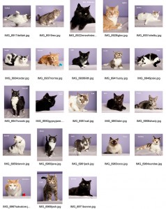 griffin-pond-animal-shelter-photos-of-cats-on-lavendar