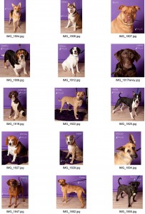 griffin-pond-animal-shelter-photos-of-dogs-on-purple