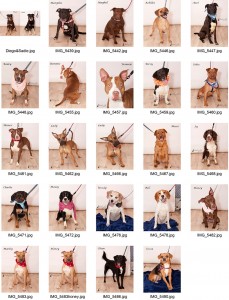 griffin-pond-animal-shelter--photos-of-dogs-on-white