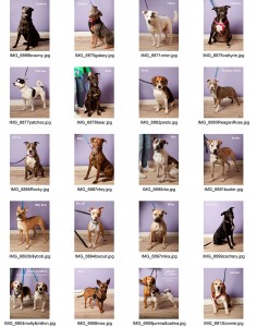griffin-pond-animal-shelter--photos-of-dogs-on-lavendar