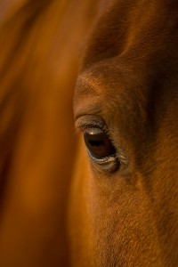 horse photography in austin