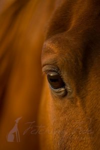 closeup of horse eye horse photography in austin