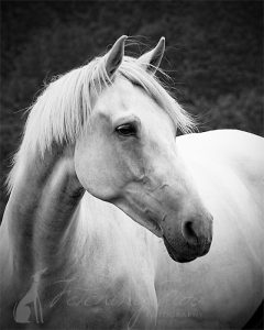 head of white horse horse photography in austin