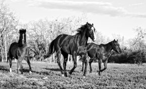 horses running black and white horse photography in austin
