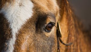 closeup of horse eye horse photography in austin