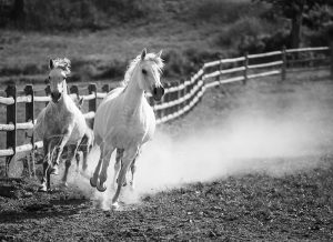 white horses running horse photography in austin