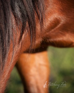horse photography in austin