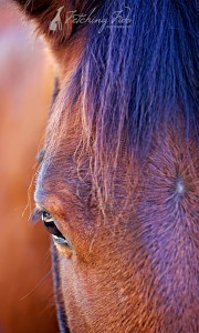 horse eye with mane