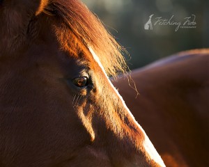 closeup of horse face