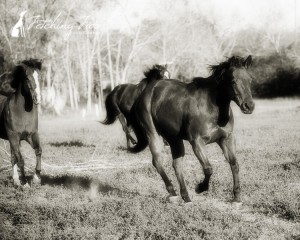 three horses running in sepia