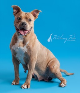 pit bull sitting and smiling on turquoise background