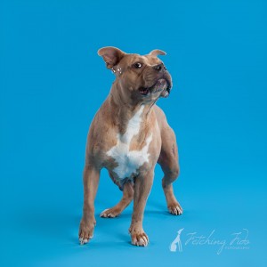 pit bull catching bubbles on turquoise background