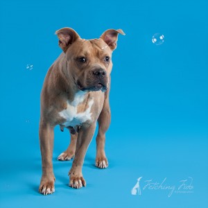 pit bull with bubbles on turquoise background